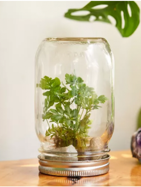 Image for event: CraftTEEN: Glass Jar Terrariums