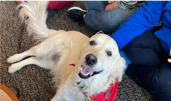 Image for event: Therapy Dogs for Teens