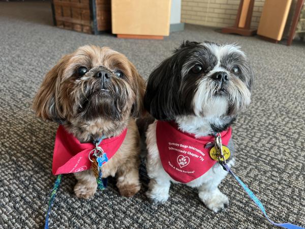Image for event: Reading Therapy Dogs