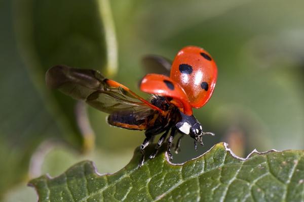 Image for event: Ladybug Release and Story Time  
