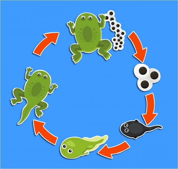 Image for event: Tadpoles in the Library