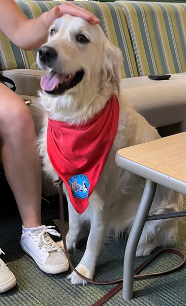Image for event: Therapy Dogs for Adults